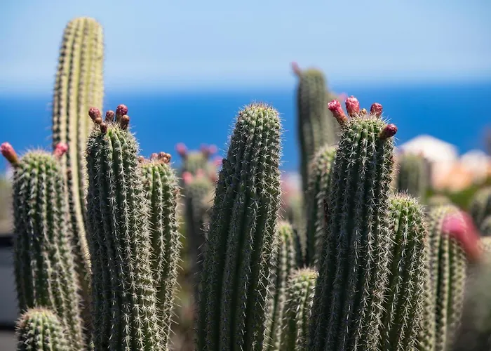 5 Lanzarote לינה וארוחת בוקר Mácher