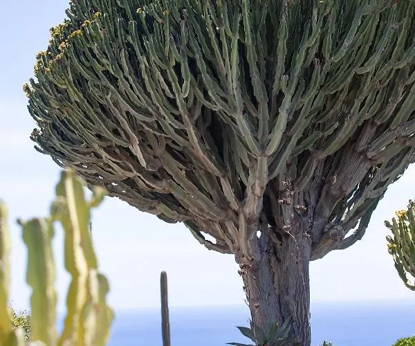 5 Lanzarote 4*
