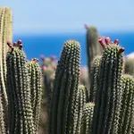 5 Lanzarote Frühstückspension Mácher